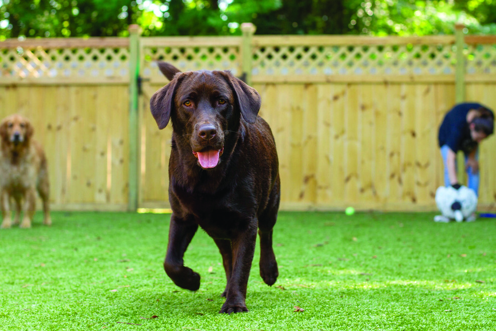 Fix Fake Grass Stains. Queen Creek Artificial Grass